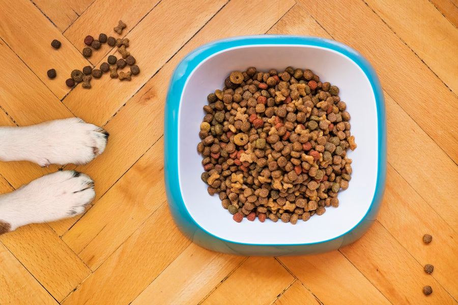 Foldable Trail Bowl - dog drinking outdoors