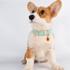 Bandit Heritage Leather Collar — Classic Adjustable Dog Collar