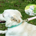 Bandit Heritage Leather Collar — Classic Adjustable Dog Collar