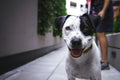 Hands-Free Running Leash