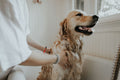 Adventure Waterproof Collar - outdoor dog