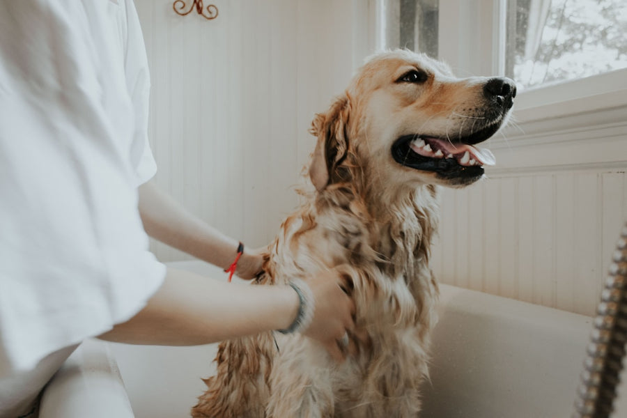 Adventure Waterproof Collar - outdoor dog