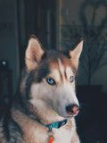 Hands-Free Running Leash - running with dog