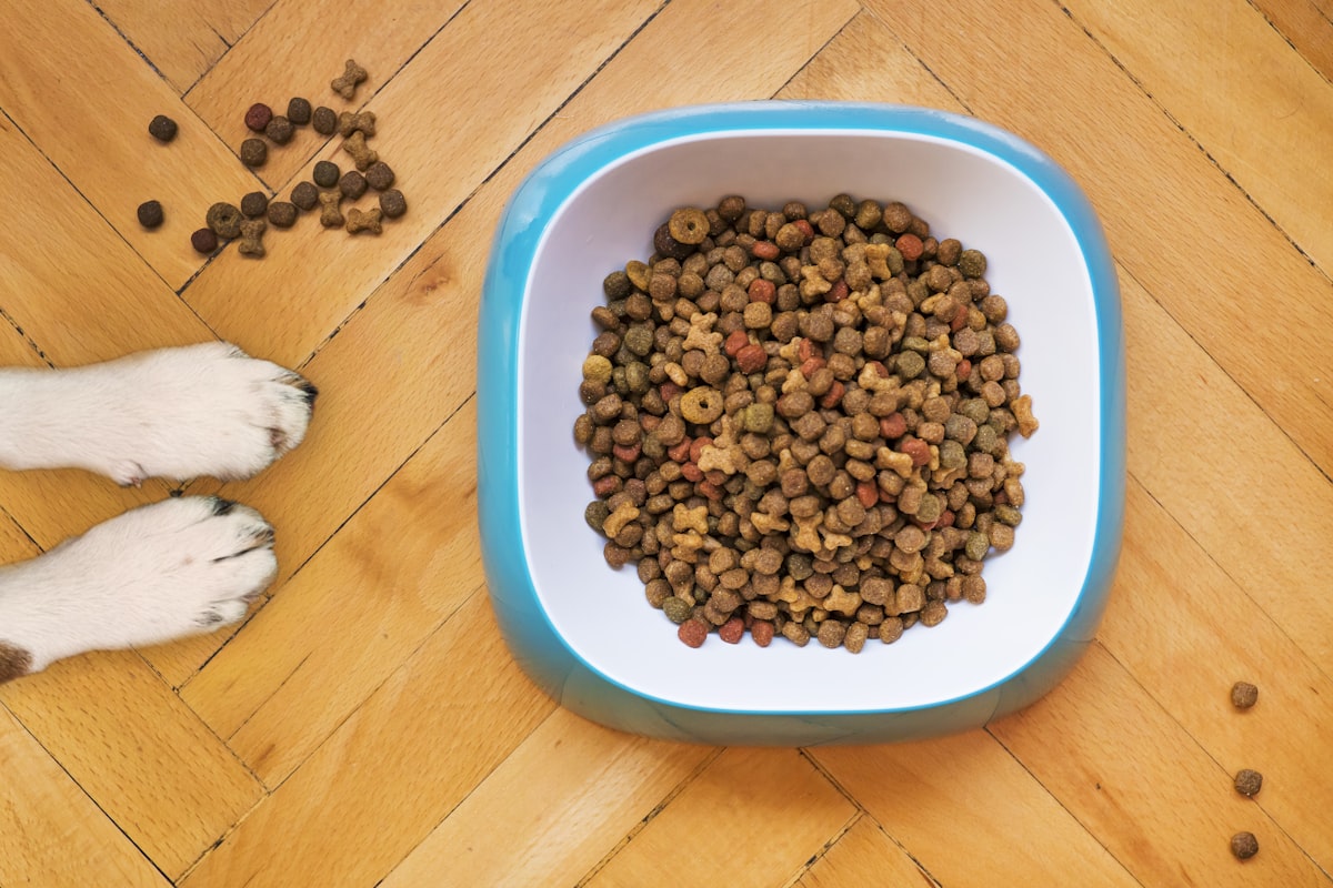 Foldable Trail Bowl - dog drinking outdoors